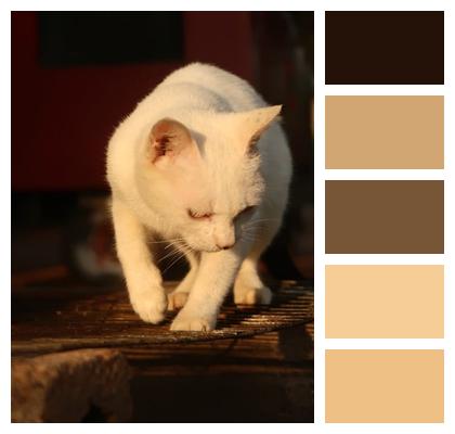 Animal White Cat Cat Image